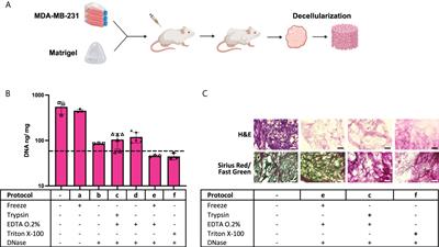 Decellularization of xenografted tumors provides cell-specific in vitro 3D environment